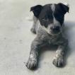 Maynard, Perro australiano del ganado
