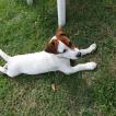 Maszat, Parson Jack Russell Terrier (De Pelaje Corto - Suave)