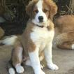Katalena, Berner Sennenhund