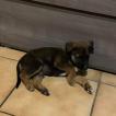 Ranger, Pastor Belga Malinois
