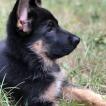 Shana, German Shepherd Dog