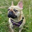 Mabel, Bulldog Francés