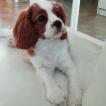 Rêva, Cavalier King Charles Spaniel