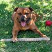 Muffin, Staffordshire Bull Terrier
