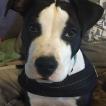 Légo, Staffordshire Bull Terrier