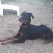 Pearl, Beauceron