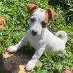 Liya, Parson Jack Russell Terrier (De Pelaje Corto - Suave)