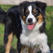 Yukon, Australian Shepherd