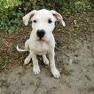 Rasta, Dogo Argentino