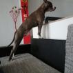 Zeus, American staffordshire terrier