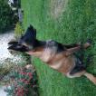 Romy, Pastor Belga Malinois