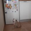 Marcy, Bulldog