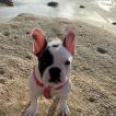 Daisy Mae, Bulldog Francés