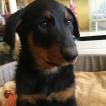 R' MaÏ-Ka Original's du Royaume d'Elsa, Beauceron