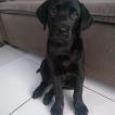 Duke, Labrador Retriever