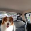 Zelda, Australian Shepherd