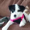 Zoey Blue, Jack Russell Terrier