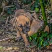 Rasta, Staffordshire Bull Terrier