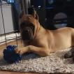 Goliath, Cane Corso