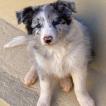 Luna, Border Collie