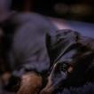 Yennifer, Dobermann