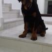 Hugo, Rottweiler