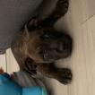 Raven, Staffordshire Bull Terrier