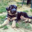 Oban, German Shepherd Dog