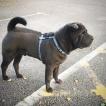 Vinnie, Shar-Pei
