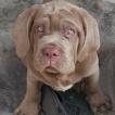 Hercules Omero del gheno, Neapolitan Mastiff