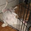 R-eya, Bull Terrier