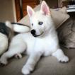 Kai, Husky Siberiano