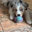 Tisha, Australian Shepherd