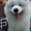 Papöchka, Samoyedo