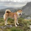 Shambu, Shiba