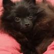 RAYNA, Keeshond