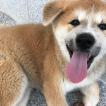 Felix, Akita Japonés
