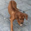 Xola (Picon), Rhodesian Ridgeback