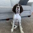 Bentley, English Springer Spaniel