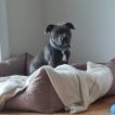 Mani, Staffordshire Bull Terrier