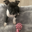 Amy, Staffordshire Bull Terrier