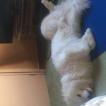 Ramses