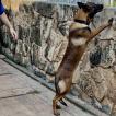 Winston, Pastore Belga Mainois