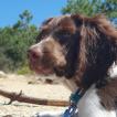 Nilo, Springer spaniel inglés