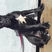 Raven, Cane Corso