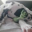 OREO, Dálmata
