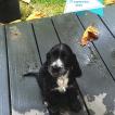 Ralph, Cocker Spaniel Inglés