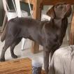 Paco, Labrador Retriever