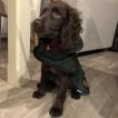 Togo, Cocker spaniel