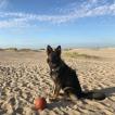 Xena, Pastore tedesco